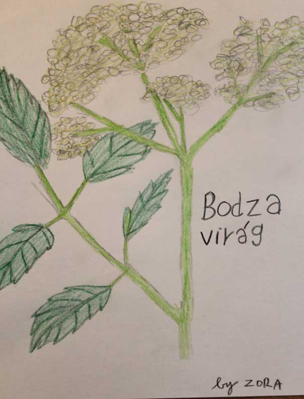 BOLDOG HÓLYAG Bodzavirág