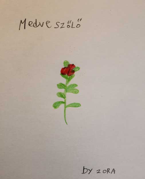 BOLDOG HÓLYAG Medveszőlő