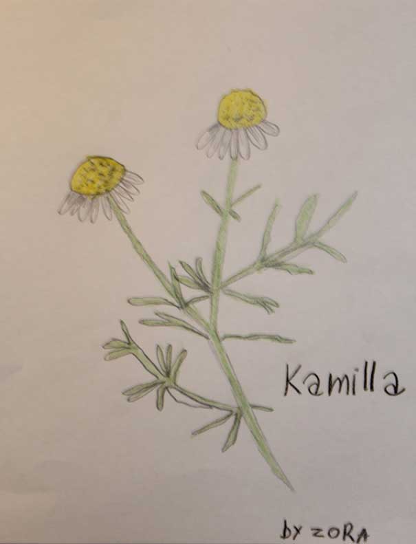 Prostata barát Kamilla