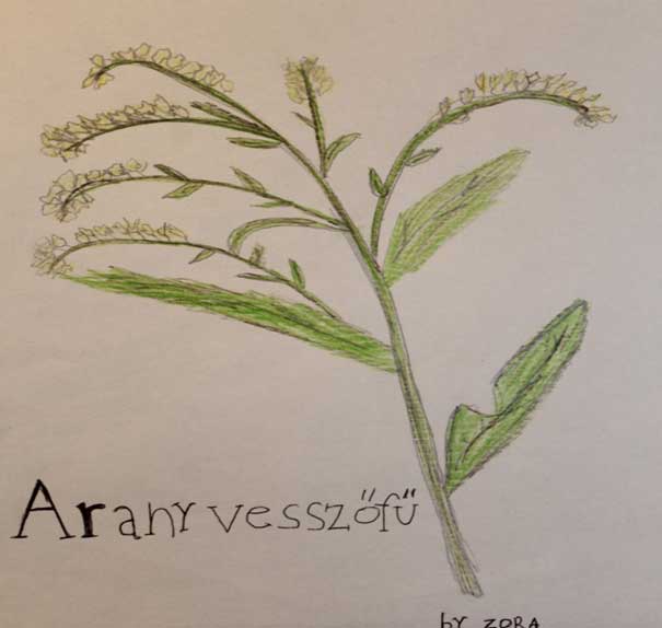 Vese Moso Aranyvessző